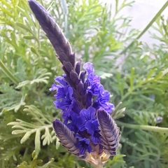 Lavanda Popito