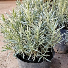 Lavanda Spica - comprar online