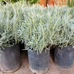Lavanda Spica en internet