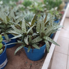 Crasa Ledebouria - comprar online