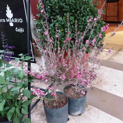 Imagen de Leptospermum