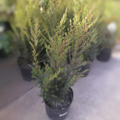 Leptospermum - comprar online