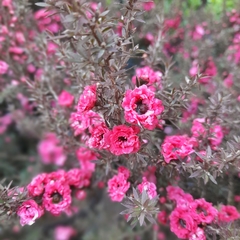Leptospermum en internet
