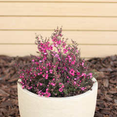 Leptospermum - comprar online