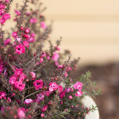 Leptospermum