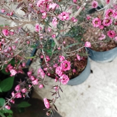Leptospermum