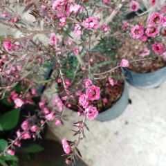 Leptospermum - comprar online