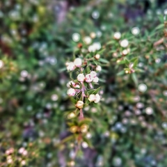 Leptospermum