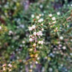Imagen de Leptospermum
