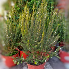 Leptospermum en internet