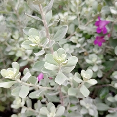 Leucophyllum frutescens - Vivero Mario