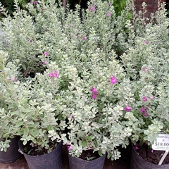 Leucophyllum frutescens - comprar online