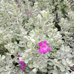 Leucophyllum frutescens