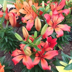 Lilium - comprar online