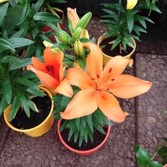 Lilium