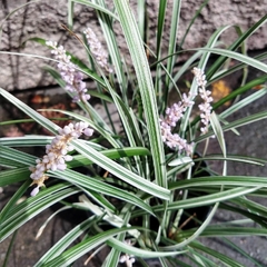 Liriope Variegado