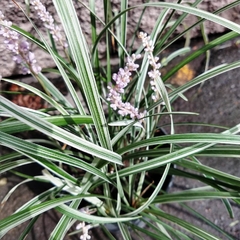 Liriope Variegado - comprar online