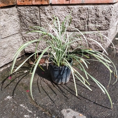 Liriope Variegado en internet