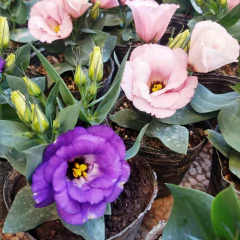 Lisianthus - Vivero Mario