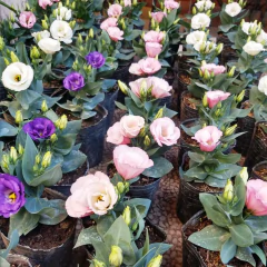 Lisianthus en internet