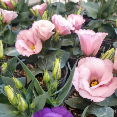 Lisianthus - comprar online