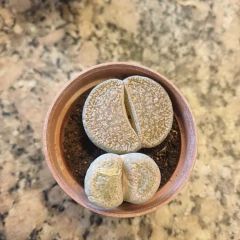 Crasas ´Cactus Piedra´ - comprar online