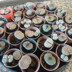 Crasas ´Cactus Piedra´ - tienda online