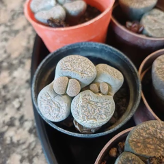Imagen de Crasas ´Cactus Piedra´