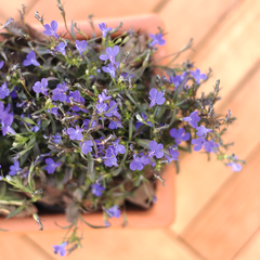 Lobelia - comprar online