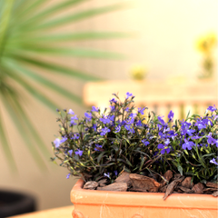 Lobelia