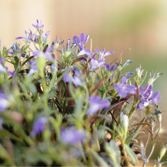 Lobelia - Vivero Mario