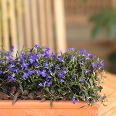 Lobelia en internet