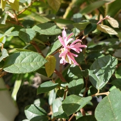 Loropetalum Rubra