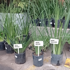 Dietes Iridioides en internet