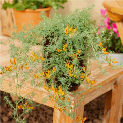 Lotus - comprar online