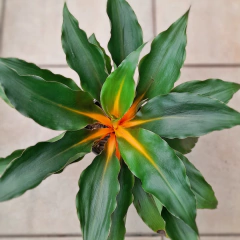 Lumina - Vivero Mario