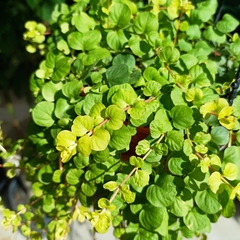 Lysimachia Nummularia en internet