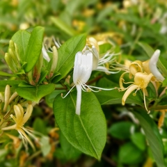 Madreselva