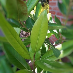 Magnolia Grandiflora