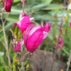 Magnolia Liliflora