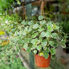 Malva Incienso en internet