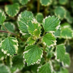 Malva Incienso - comprar online