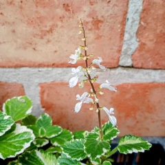 Malva Incienso - tienda online