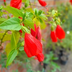 Malvavisco