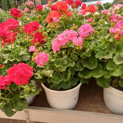 Malvón Italiano en internet