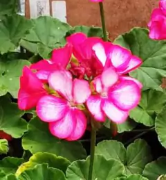 Malvón Simple - Vivero Mario