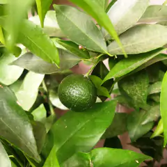 Mandarina - tienda online