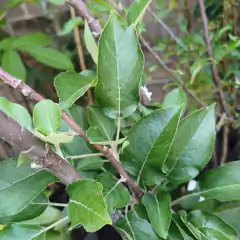 ARBOLES FRUTALES (no cítricos) en internet