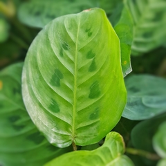Maranta Kerchoveana - comprar online