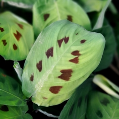 Maranta Kerchoveana